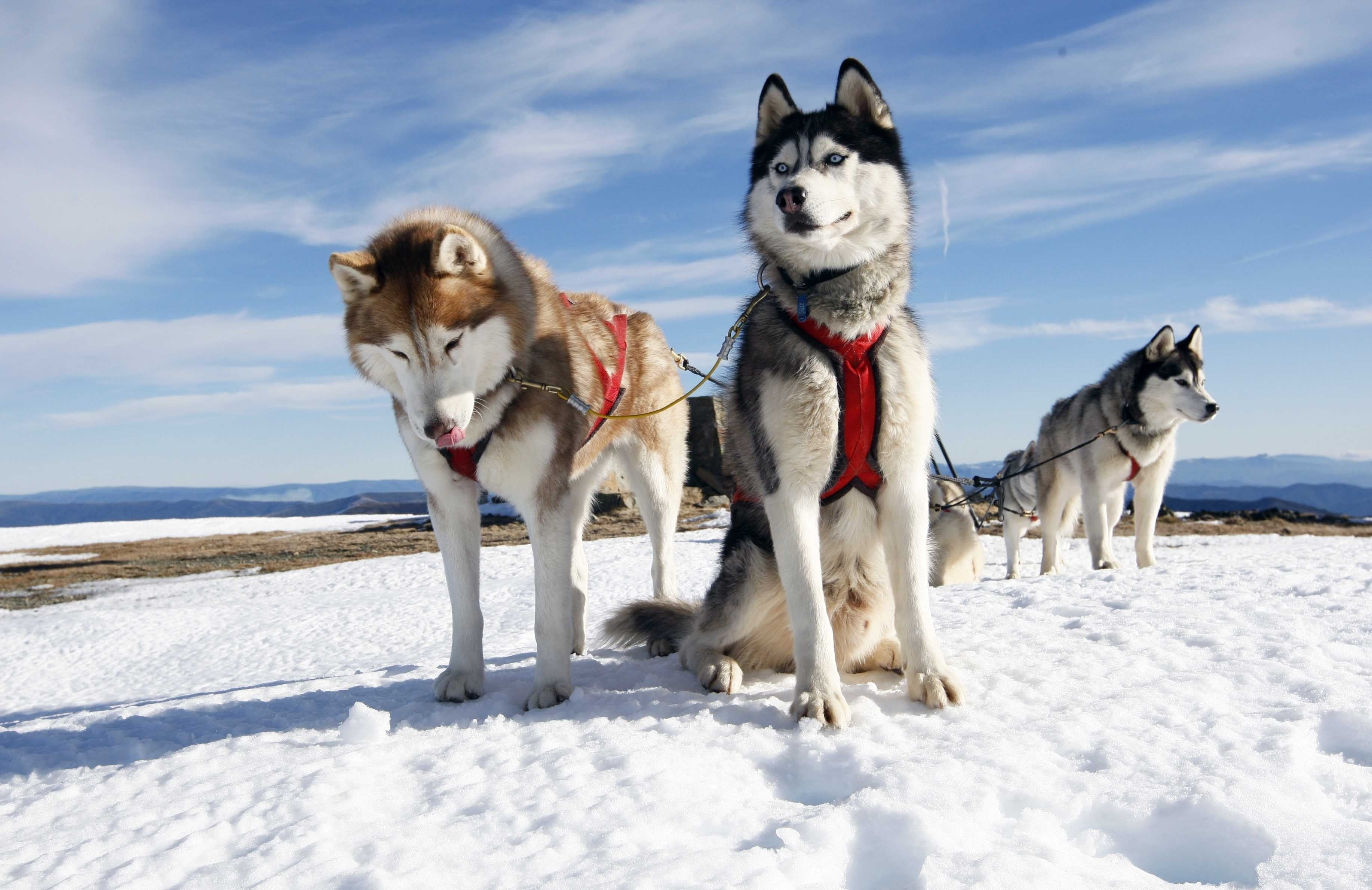 an image of dogs sitting on snow
