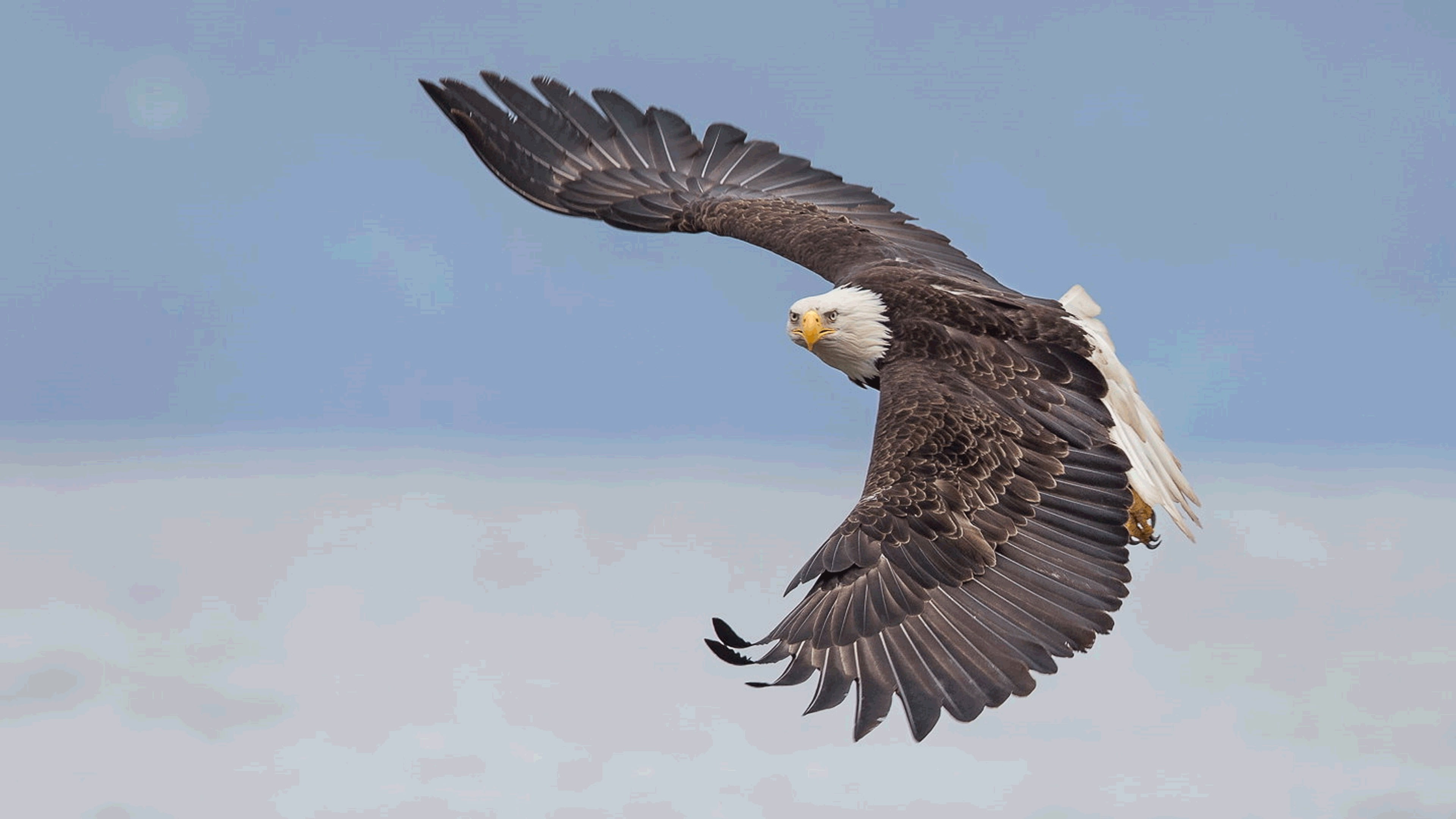 an image of a flying eagle